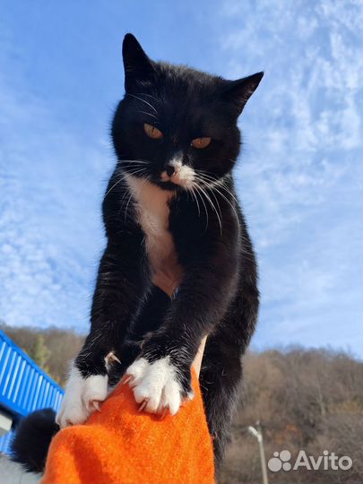 Кошка Баронесса ищет своего господина или госпожу