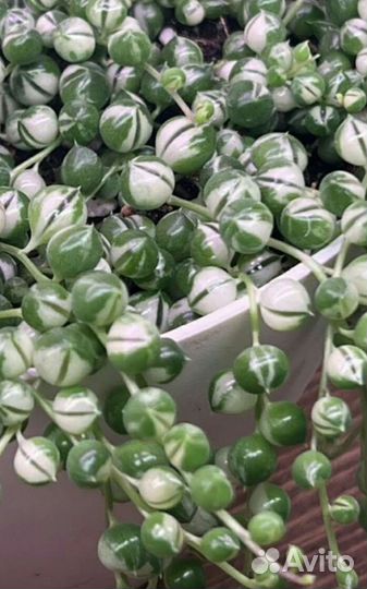 Цветы разные (часть 4) и семена