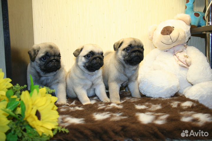 Мопсик девочка