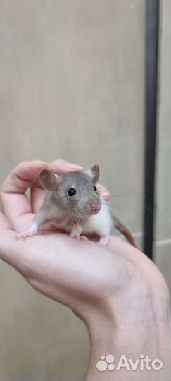 Крысята крысы дамбо рекс хаски