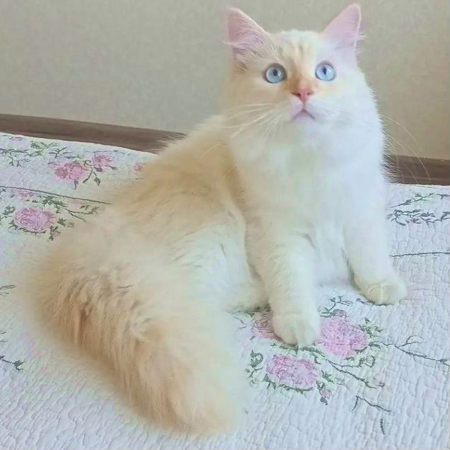 Невский маскарадный котёнок