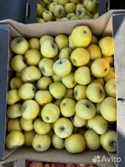 Яблоки оптом краснодар