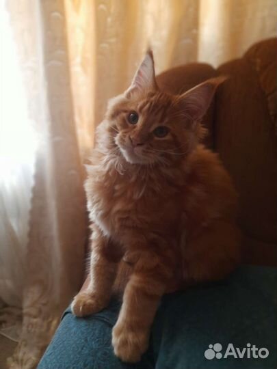 Котята мейн-кун