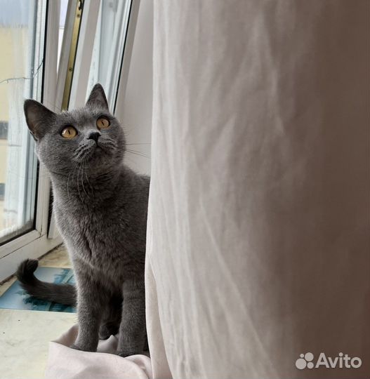 Британская кошка бесплатно