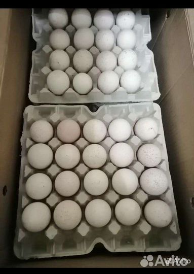 Индюшата суточные