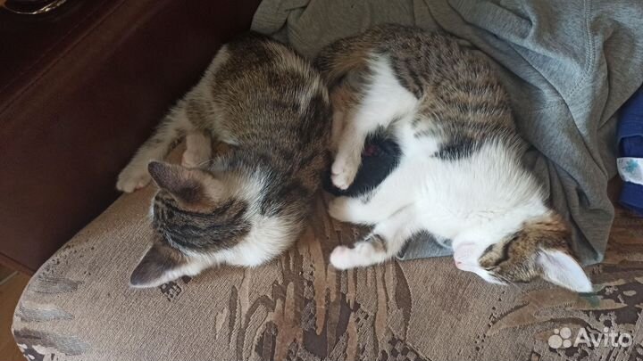 Котятки в добрые руки