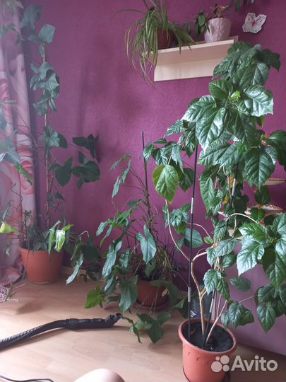 Продам цветы комнатные