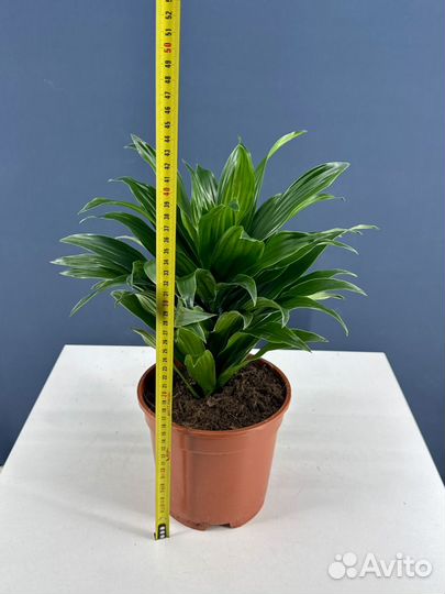 Драцена фрагранс компакта d17 h45