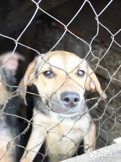 Андреевна ищет дом