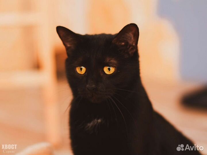 Элегантная кошка Фелиция, 1 год