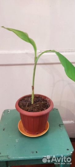 Банановая пальма