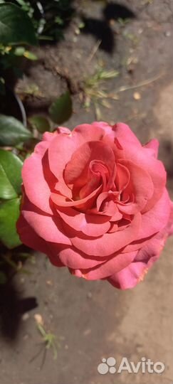 Саженцы роз