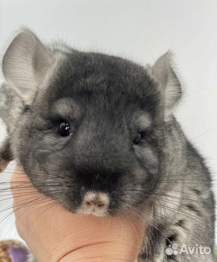 Шиншилла черный бархат носитель ангоры,нс,нф,6