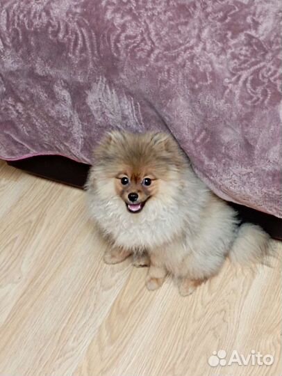 Щенки померанского шпица