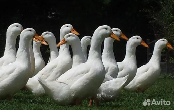 Продается молодняк птицы