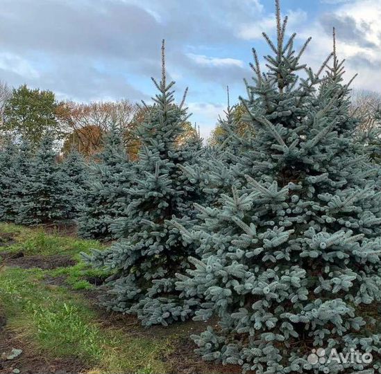 Крупномер голубой ели