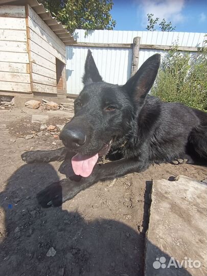 Черная немецкая овчарка