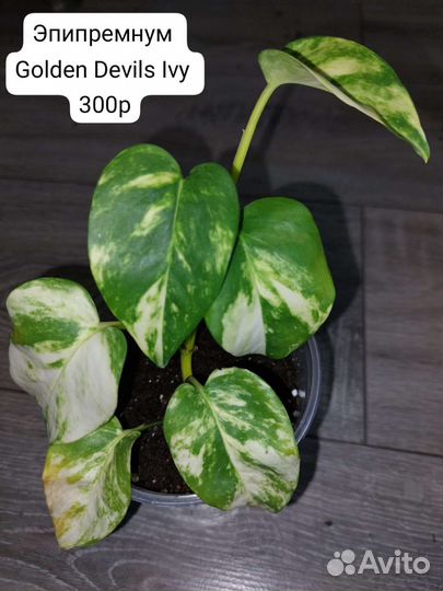 Комнатные растения