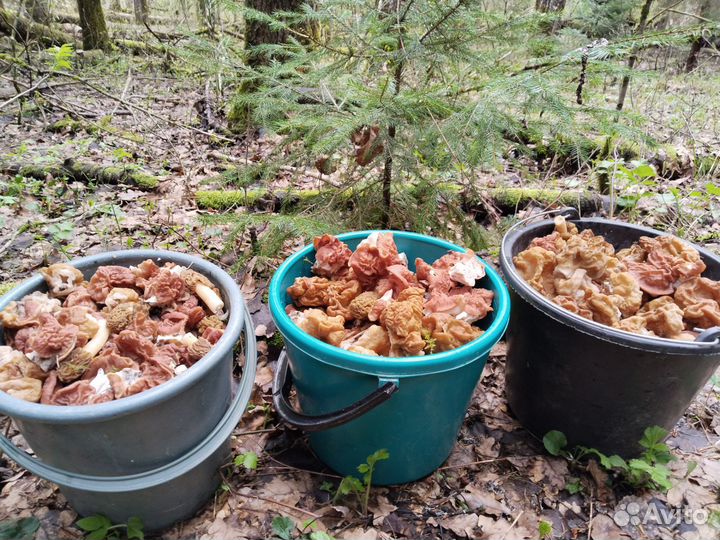 Грибы свежие