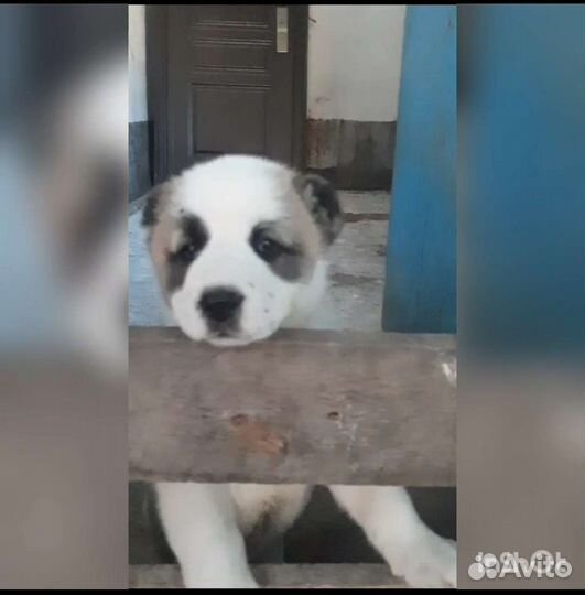 Бронь Среднеазиатская овчарка алабай щенки