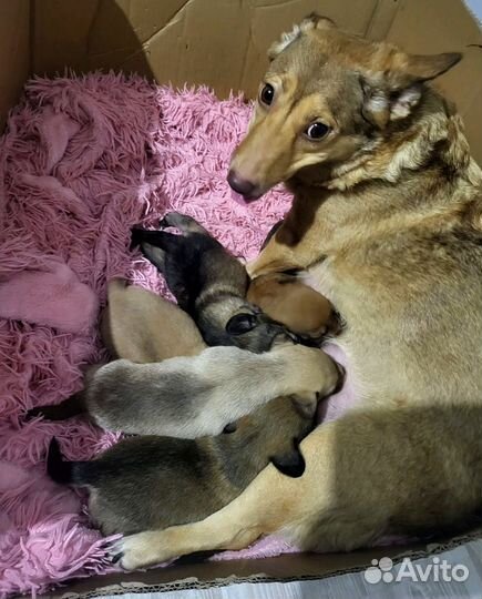 Щенок мальчик в добрые руки