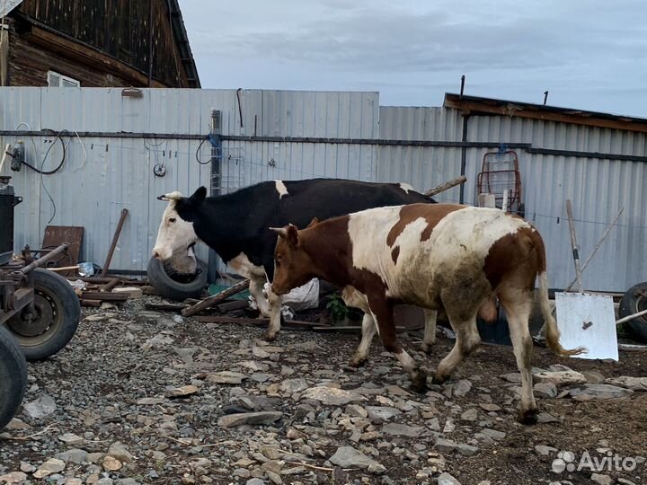 2 Коровы, 2 Быка, 4 телки, 2 телята