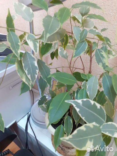 Бенджамина