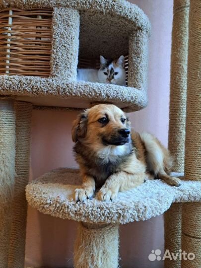 Маленькая собака