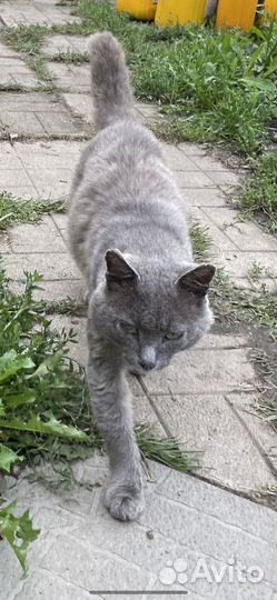 Отдам кота в добрые руки