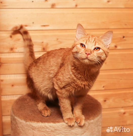 Ярко рыжий кот Орфей в добрые руки