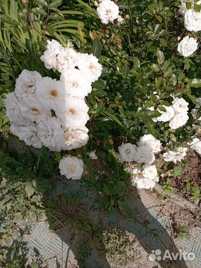 Цветы многолетники садовые