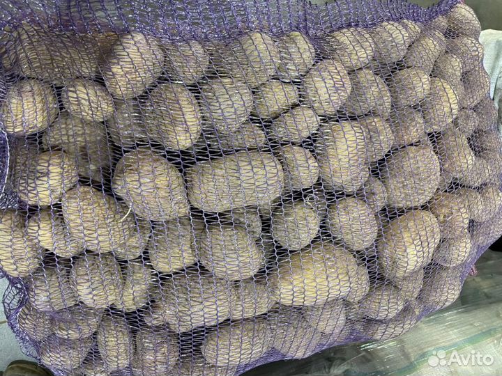 Отдам бесплатно картофель на корм скоту