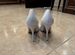 Туфли женские 39,5-40 размер белые