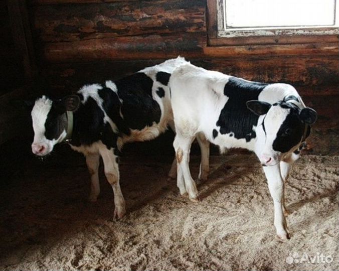 Телята бычки