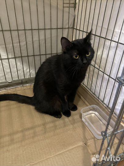 В добрые руки