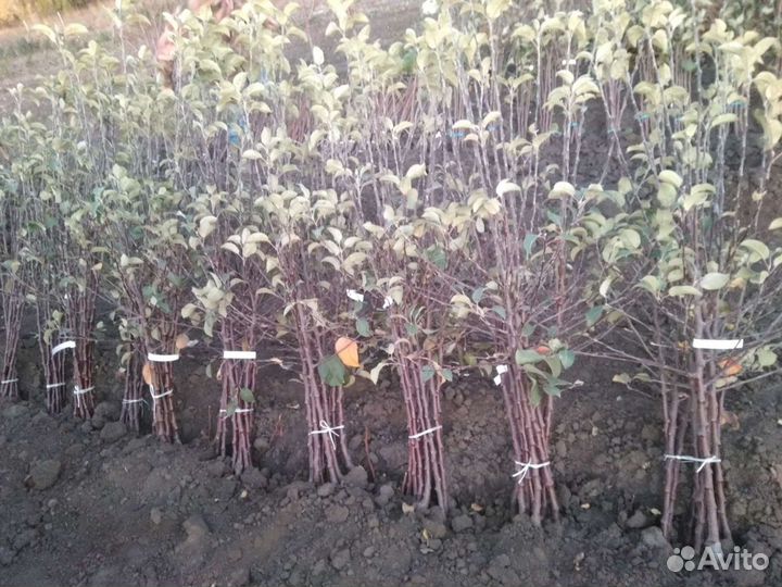 Саженцы плодовых деревьев