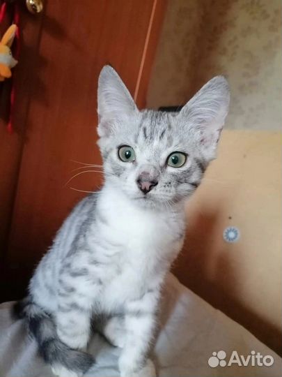 Котенок Степаша
