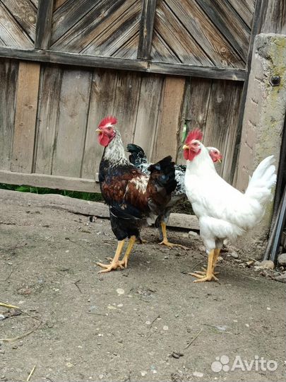 Продам петухов