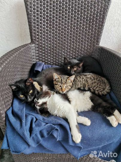 Котята в добрые руки