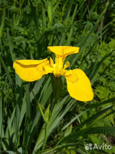 Ирис сибирский