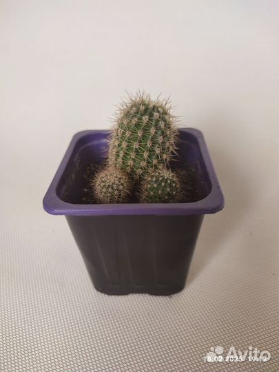 Кактусы и суккуленты