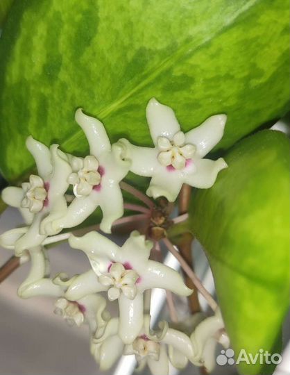 Хойя Аустралис Лиза