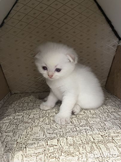 Шотландские вислоухие котята