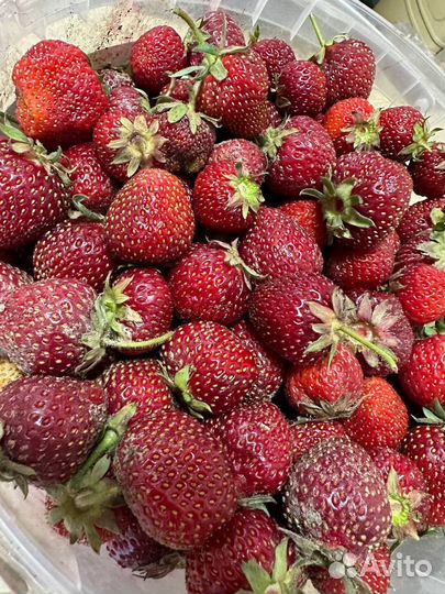 Клубника свежая