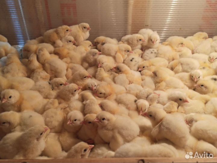 Суточные цыплята бройлера