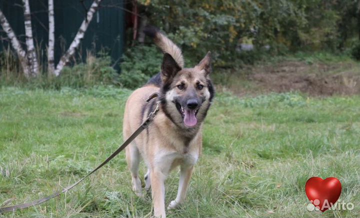 Собачка Линда из приюта ищет дом