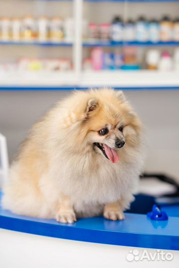 Вакцинация кошек и собак