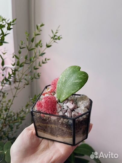 Флорариум сердце с хойей