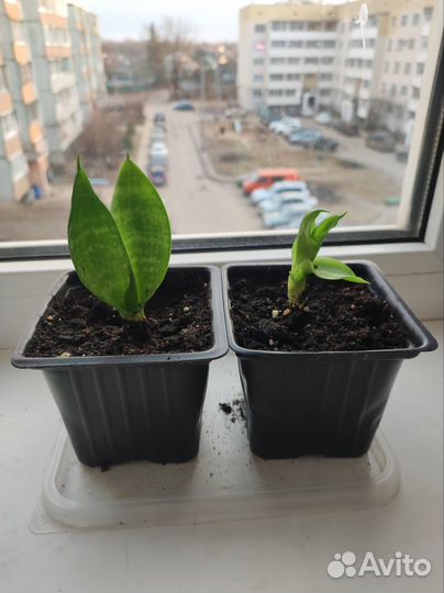 Сансевиерия Ханни