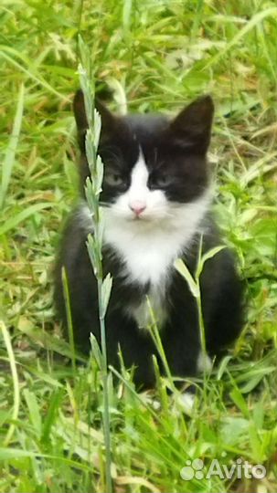 Кошка в дар